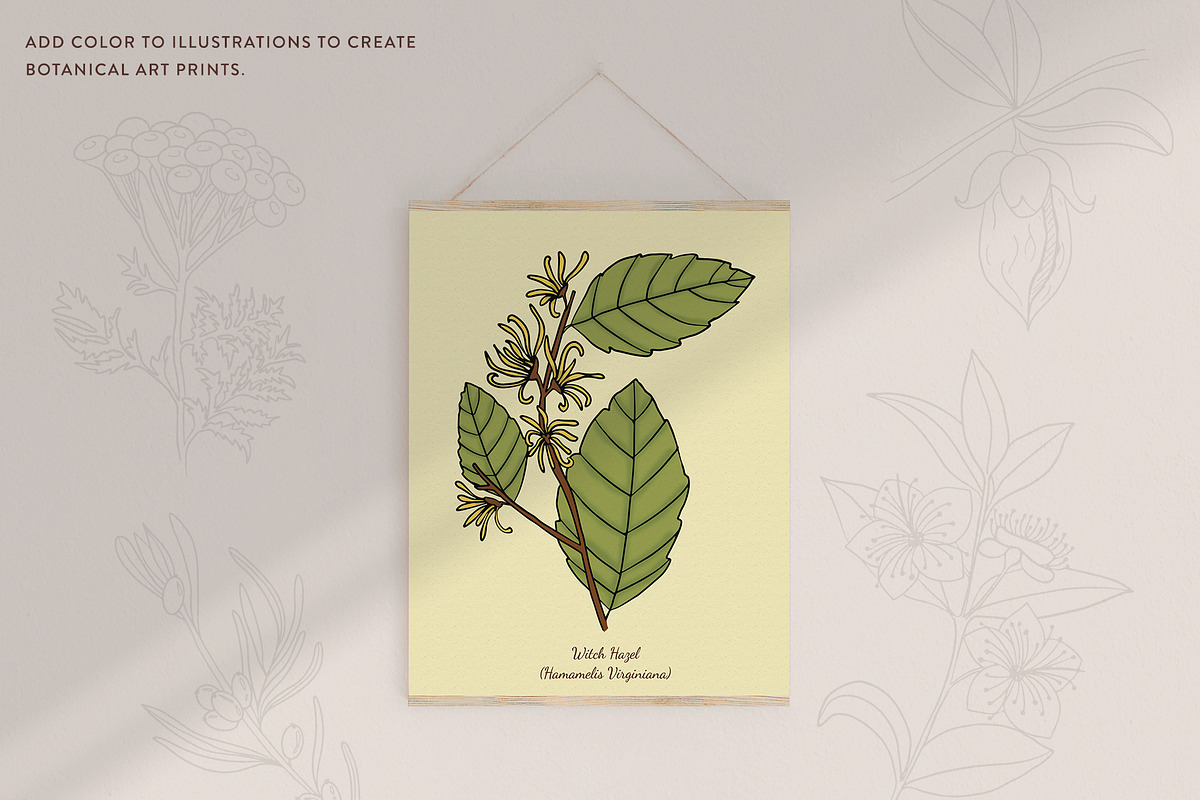 Skin Care Botanicals | 30 designs, a Healthcare Illustration by amber&ink (Photo 7 of 9)
