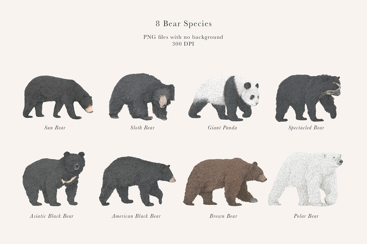 Bear Species Set - Hand-drawn PNGs, an Animal Illustration by LaurenFittonIllustration (Photo 3 of 10)