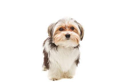 Cute maltese puppy isolated on white, an Animal Photo by AlexBush