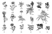Set 40 hand drawn plants., an Object Graphic by MarinaVorontsova (Thumbnail 2 of 8)