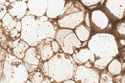 Bubbles Paper, a Texture Graphic by vetre.antanaviciute (Thumbnail 8 of 8)