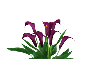 Calla Lily Burgundy