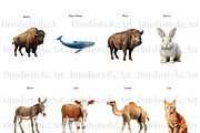 Realistic Animals Clipart, Lion PNG, an Animal Illustration by BrushstrokeArtGB (Thumbnail 3 of 9)