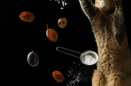 baked round pie with plums, gray Scottish straight cat throws in, an Animal Photo by ndanko