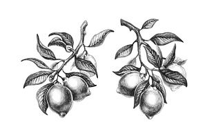 Lemon branch sketch set isolated on, a Food Illustration by art PVP - market