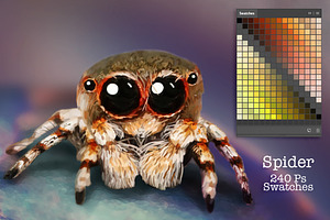 Spider Swatches