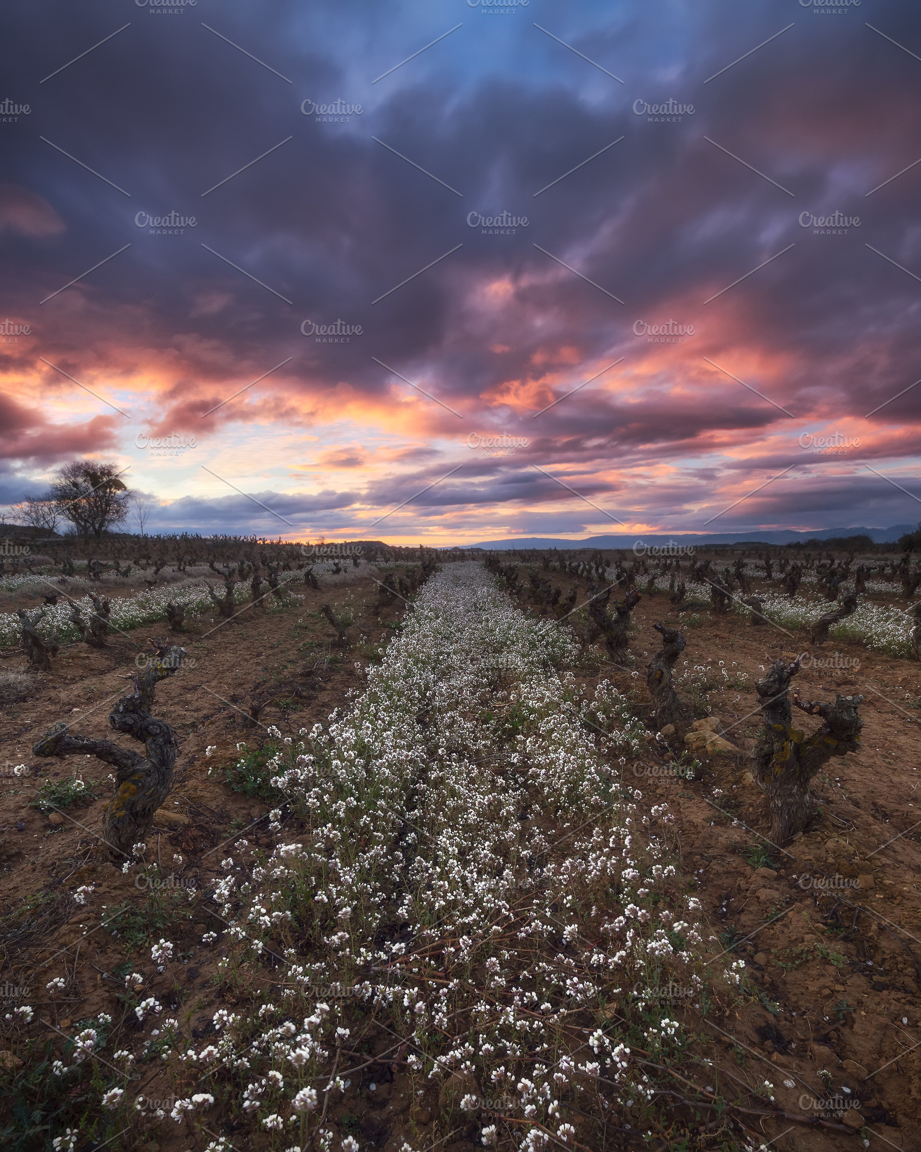 Sunrise in a vineyard in winter, a Nature Photo by PhotoNature