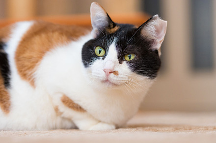 Calico cat　TNR ear, an Animal Photo by mikenoki