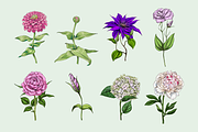 Flowers Illustration Bundle, a Decorative Illustration by Schumacher Shop (Thumbnail 6 of 18)