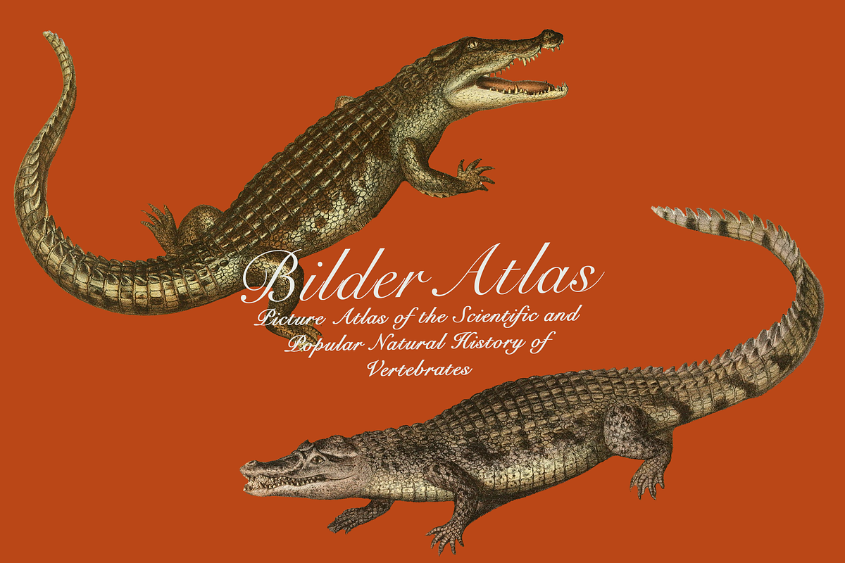 Vintage Vertebrate Animal Atlas, an Object Graphic by Lilithcollageart (Photo 12 of 14)