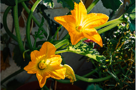 Closeup of yellow zuccini male and, a Food & Drink Photo by Yummypic