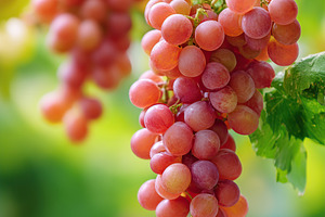 Bunches of ripe red grapes hanging on a vine in a sunny vineyard during harvest, a Food & Drink Photo by AlyaAnd