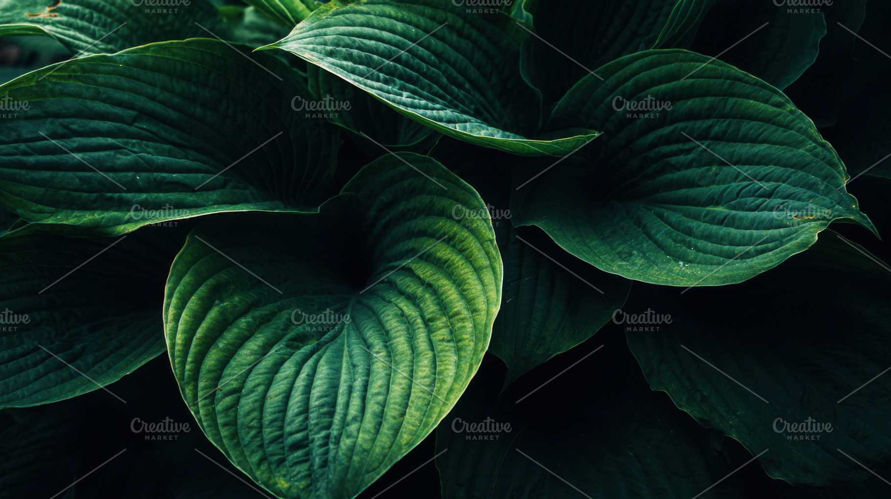 Lush green leaves abound, a Photo by Beautiful things
