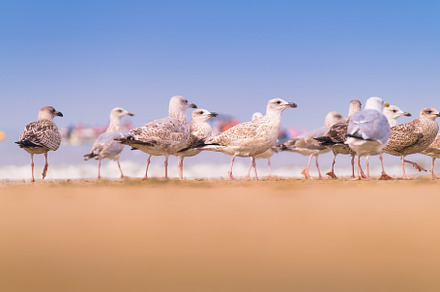 Seagulls on the seashore., an Animal Photo by Landscape and travel