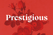 Grafiels - Elegant Classic Serif, a Serif Font by Variatype (Thumbnail 4 of 8)