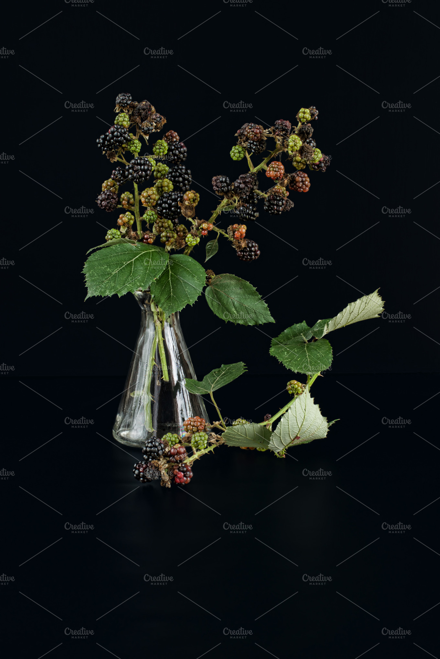 branch blackberry in a glass bottle, a Food & Drink Photo by Verlena's Corner