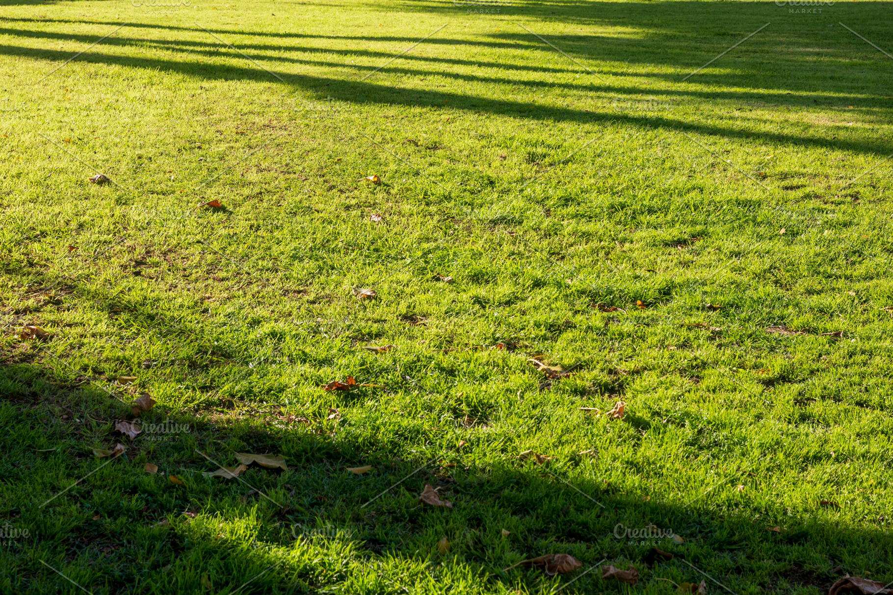 Green grass field with long shadows, a Wallpaper Photo by Imaginarium