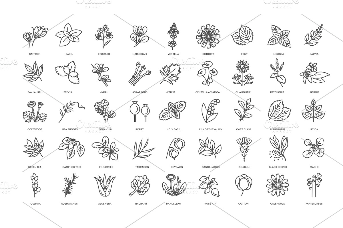 Medical healthy herbs and flowers, an Object Illustration by Tettygreen
