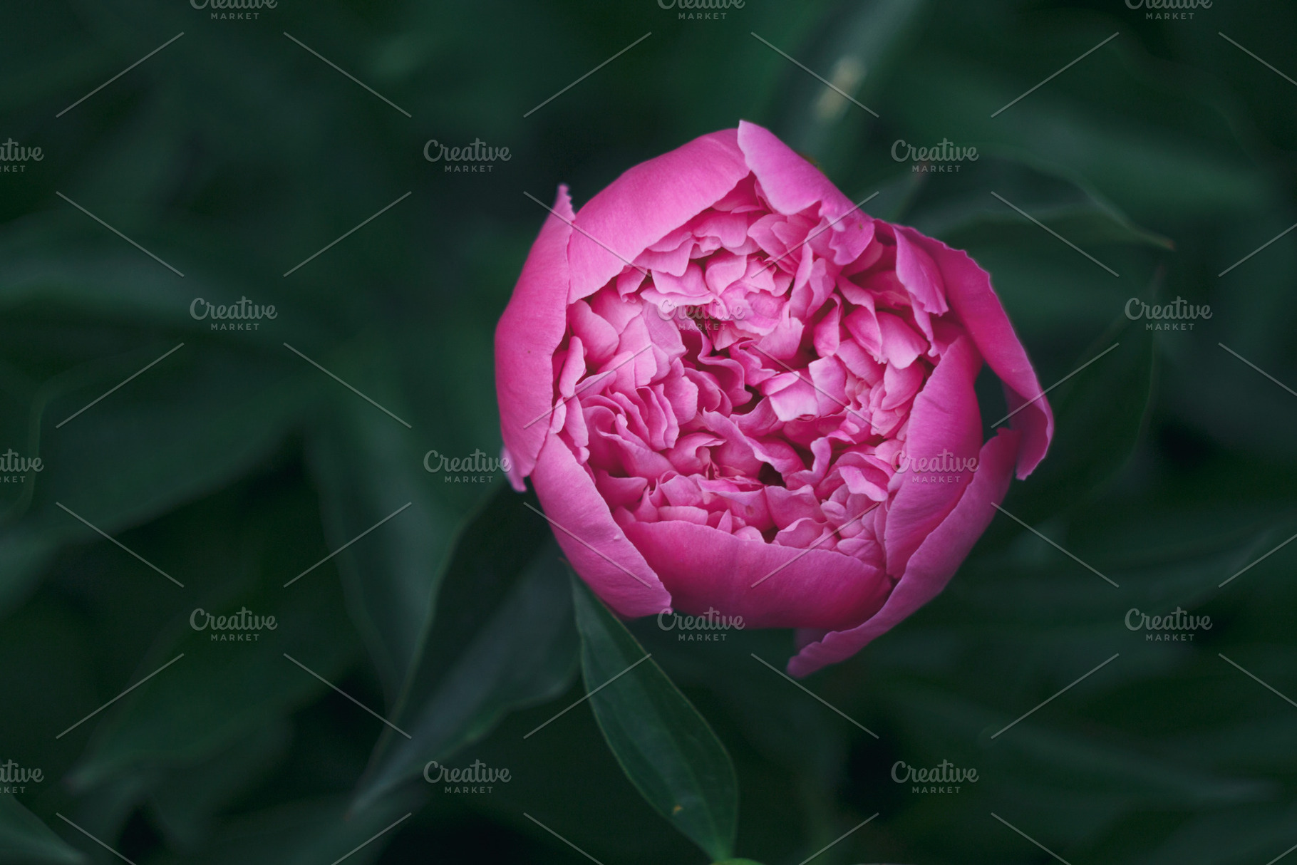 Peony flower stock photo containing nature and beautiful, a Nature Photo by E+A Store