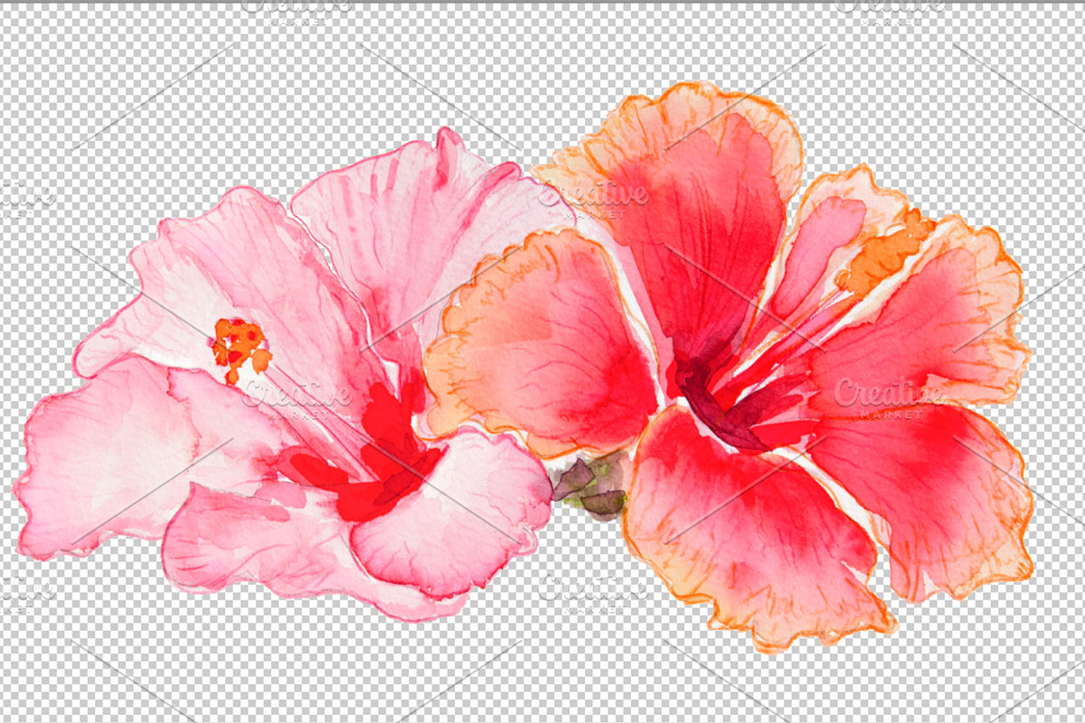 Hibiscus flowers watercolor, an Illustration by Ernesto Solla (Photo 2 of 4)