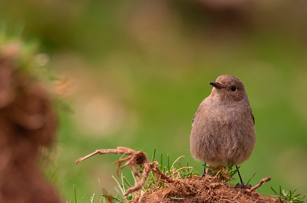 Female Common redstart in the forest., an Animal Photo by CreativePhotoSpain