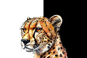 Watercolor of a cheetah head., an Animal Illustration by yod67 (Thumbnail 2 of 2)