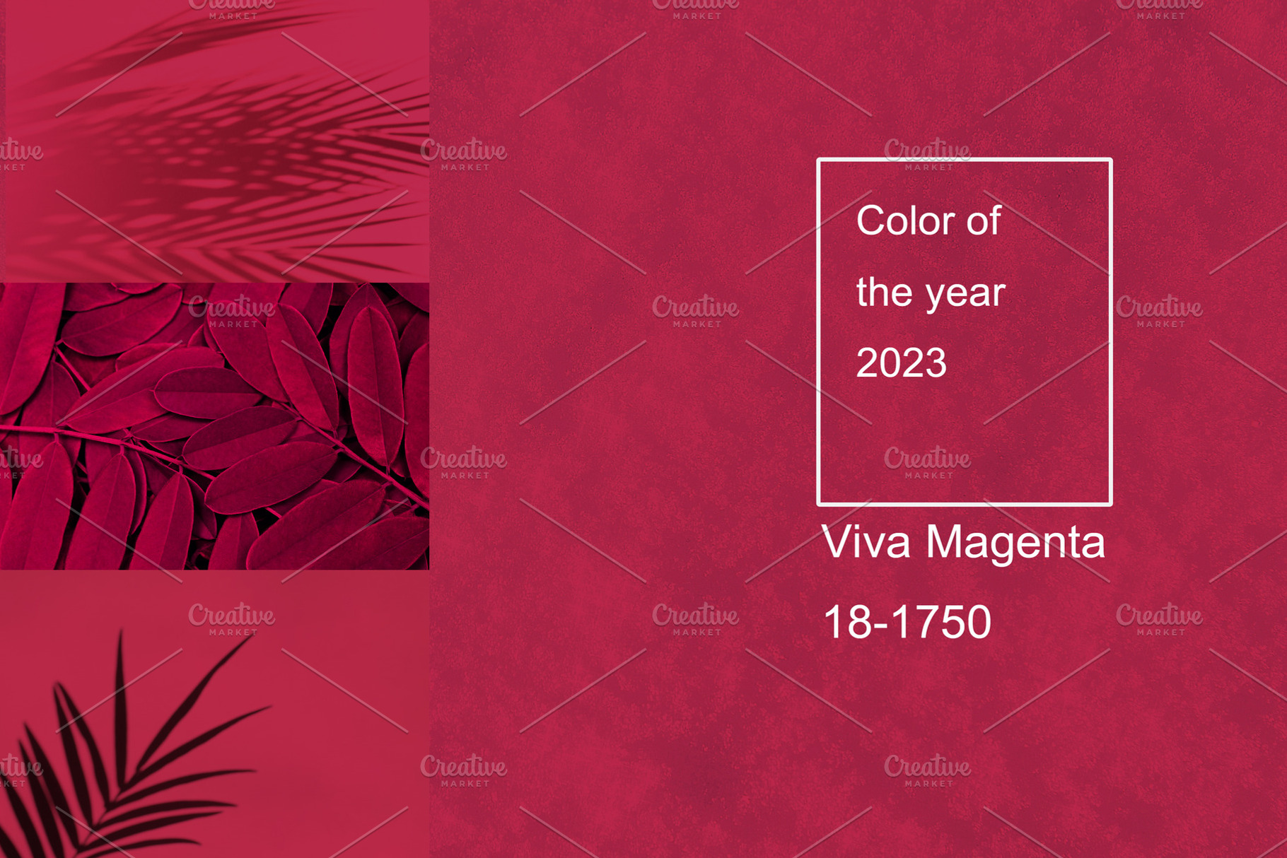 Viva magenta color of the year 2023. Palm leaves and their shadow on an backgro, an Arts & Entertainment Photo by Detriana