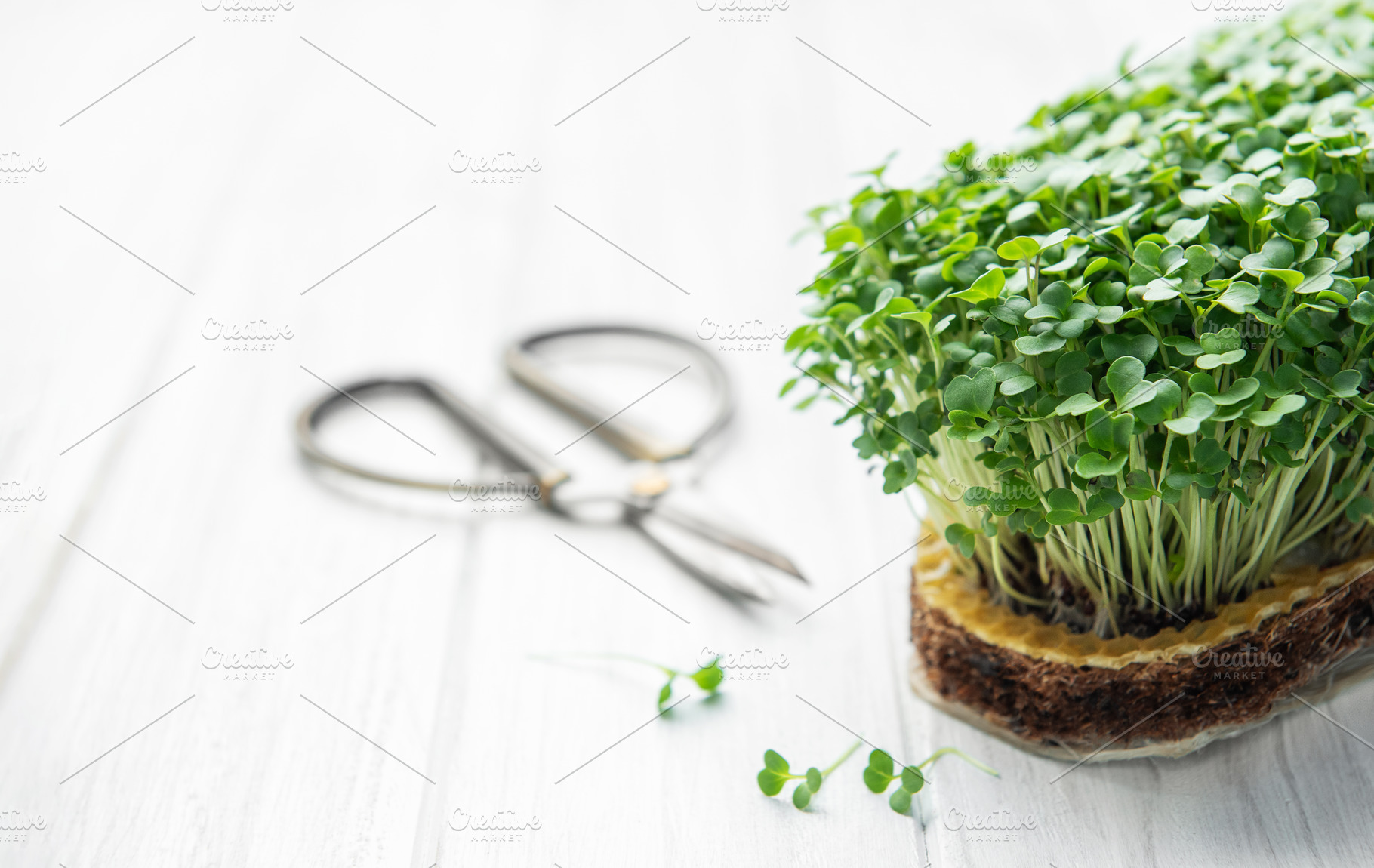 Microgreens growing on white table with scissors, a Food & Drink Photo by Olena Rudo