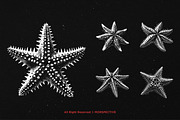 10 Bundle Dark Art Starfish Ocean, an Illustration by Morspective (Thumbnail 3 of 7)