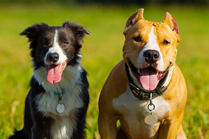 Friends dogs staffordshire terrier containing dog, animal, and pet