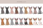 Peterbald cat, an Animal Illustration by pet design shop (Thumbnail 4 of 6)