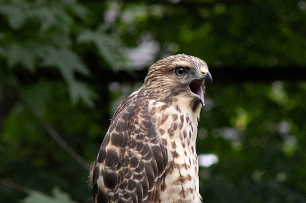 Red-Shouldered Hawk, an Animal Photo by marybethjones