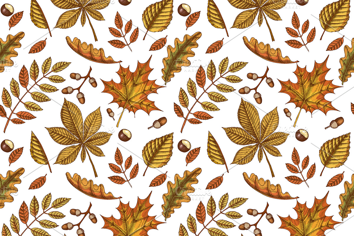 Pumpkins and Leaves Set, an Illustration by Tabiti (Photo 5 of 14)
