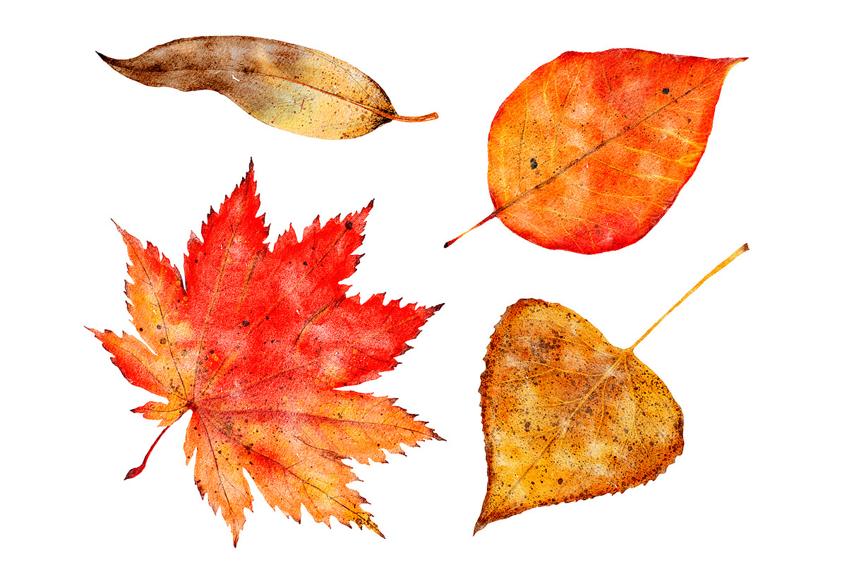 Watercolor autumn leaves clipart, a Seasonal Illustration by ArtfulStudio (Photo 3 of 7)