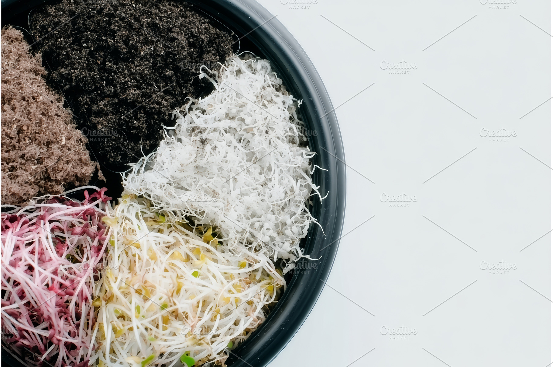 The germination of radish and, a Food & Drink Photo by ZinetroN