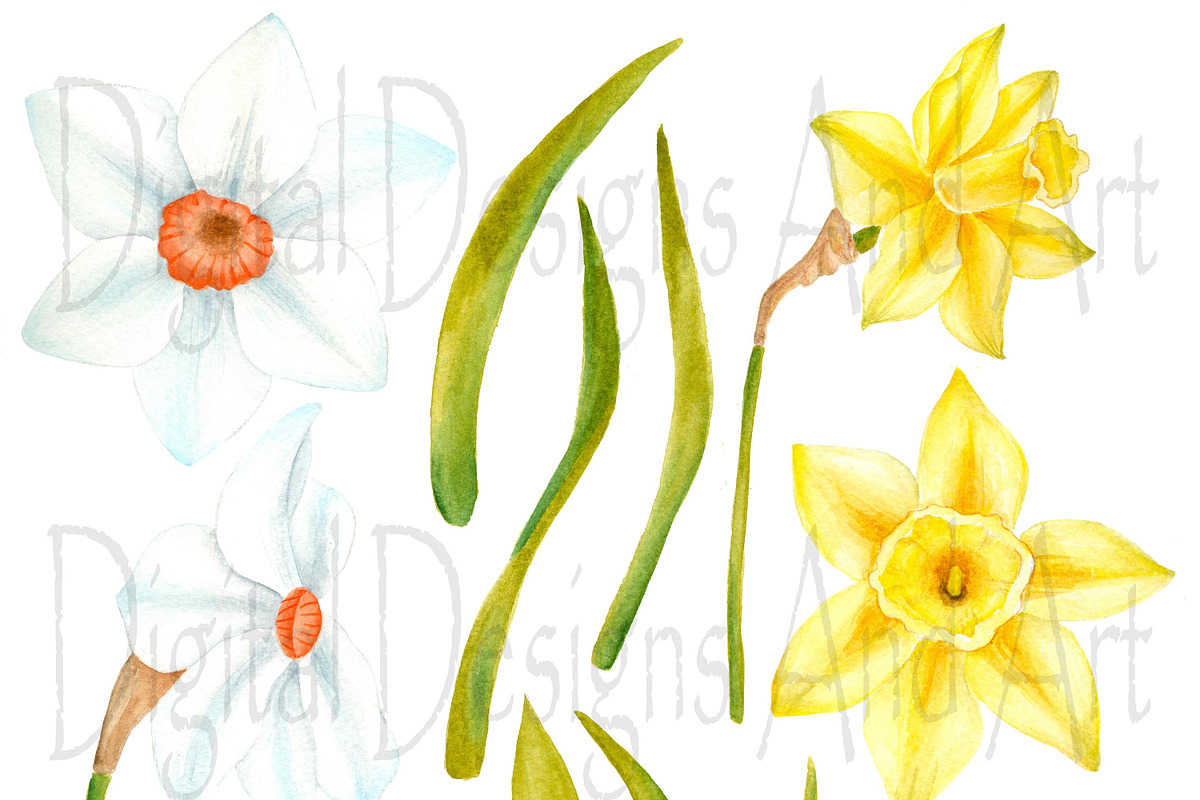 Watercolor daffodil flowers, an Illustration by DarinaDigital (Photo 2 of 4)