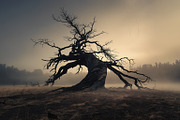 48 Dying Tree Images, a Nature Photo by h.utomo (Thumbnail 19 of 48)