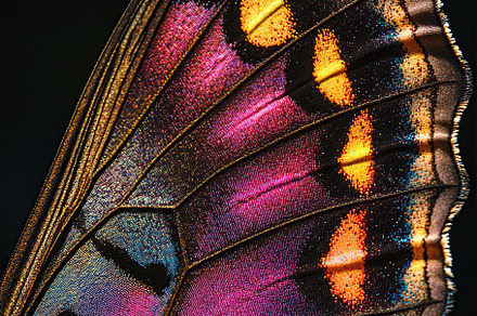 Bee on leaf preview 4