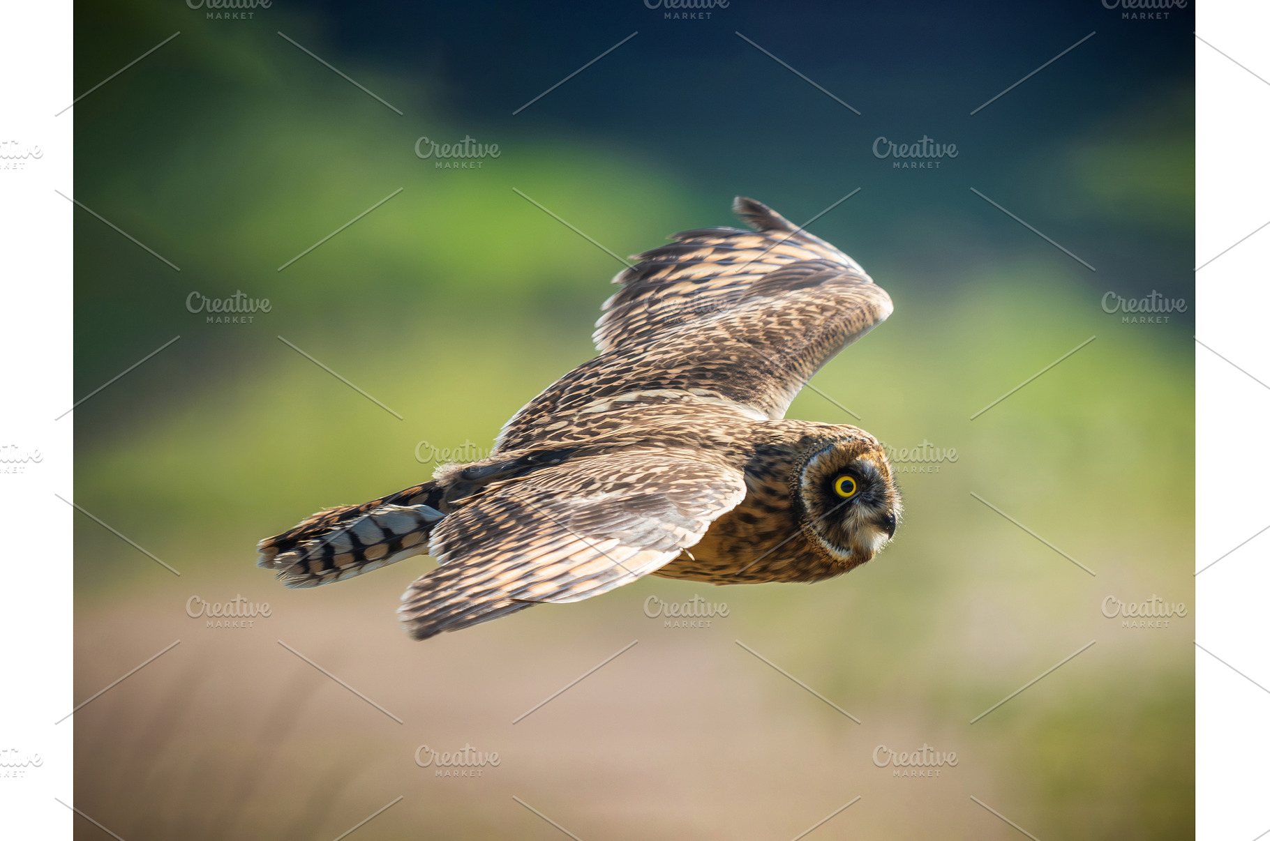 Short-eared owl or Asio flammeus, an Animal Photo by Fascinadora