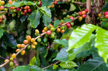 Coffee berry ripening featuring coffee berry, tree, and fruit, a Nature Photo by yongkiet jitwattanatam