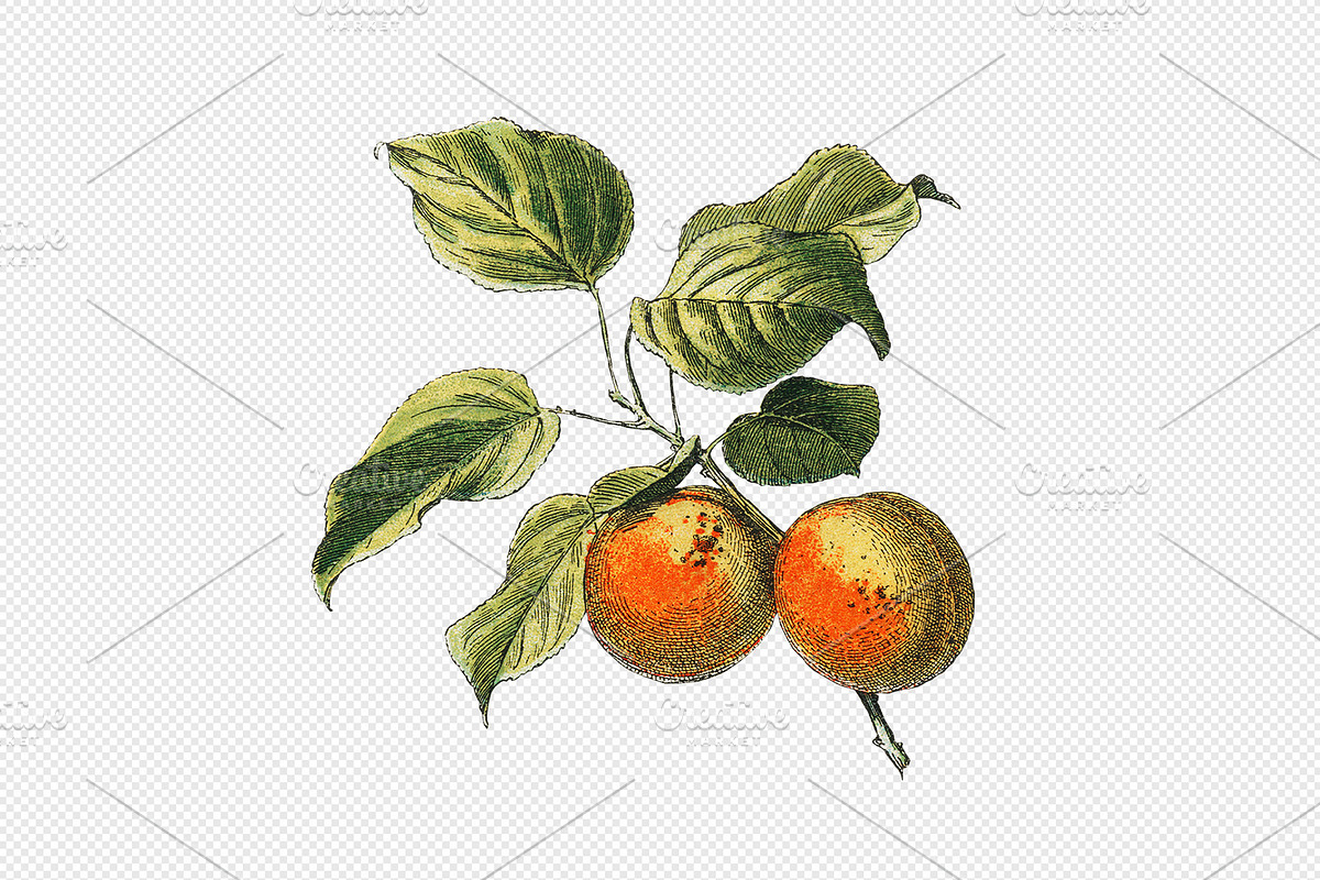 Fruit and Vegetable Art Collection, a Food Illustration by Illusiongraphic (Photo 12 of 14)