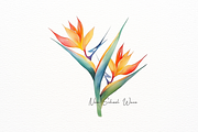 Exotic Watercolor Bird of Paradise, a Decorative Illustration by New-School-Wave (Thumbnail 4 of 5)