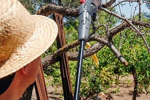close-up of a man pruning a branch with an electric saw, a Photo by Nito