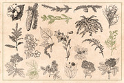 100 Vintage Leaves & Branches 2, an Illustration by Brigantine Designs (Thumbnail 4 of 8)