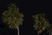 The California Fan Palm Tree, a Plants & Tree 3D Model by FuturePastCreatives (Thumbnail 2 of 8)