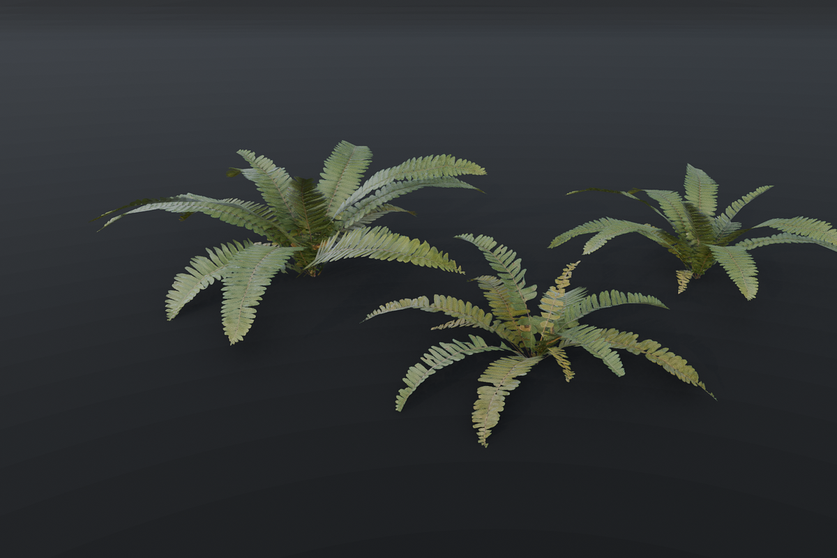 A realistic 3D fern, a Plants & Tree 3D Model by FuturePastCreatives (Photo 2 of 4)
