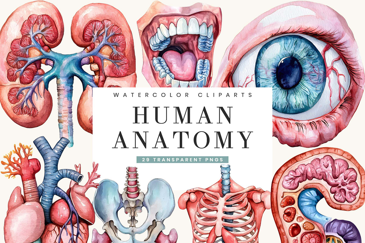 Watercolor Human Anatomy Clipart, a Person Illustration by BusyDaydesign (Photo 1 of 9)