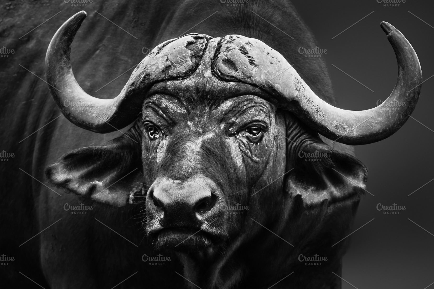 Cape buffalo bull featuring africa, african, and alert, an Animal Photo by Etienne & Yolandi Outram