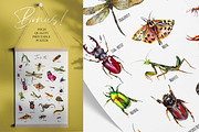 Insects and bugs watercolor clipart, an Object Graphic by ArtSpotVeronika (Thumbnail 9 of 11)