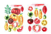 Watercolor vegetables. Tomato., a Food Illustration by katya.bogina (Thumbnail 3 of 4)